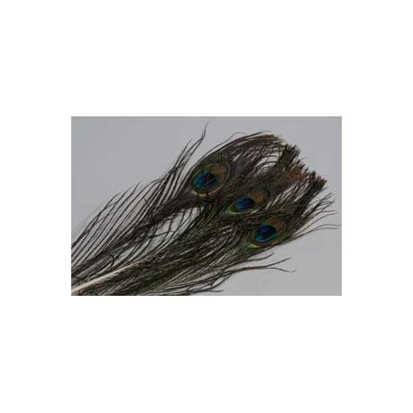 Peacock feathers with eye FLY SCENE Natural Peacock eyes 2 Natural