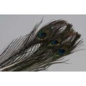 Plumes de paon avec oeil FLY SCENE  Naturel Peacock eyes 2 Natural