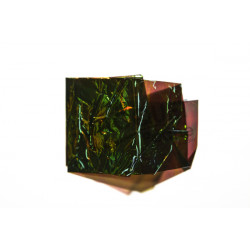 Flash Back FLY SCENE Olive Brun