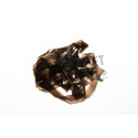 Scud backs FLY SCENE 3.1mm  Brun