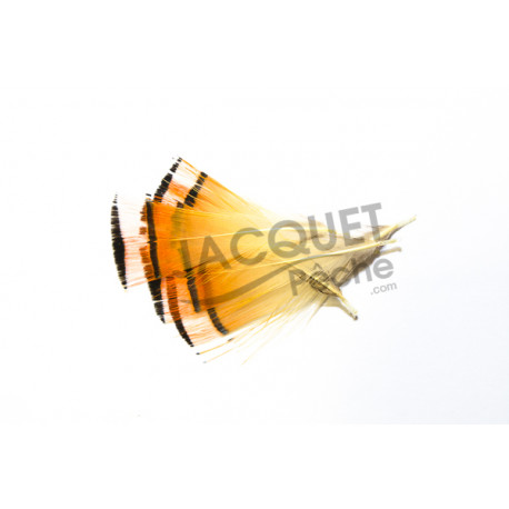 Golden JMC Pheasant collar