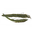 Ringneck cock pheasant FLY SCENE center tail dyed green