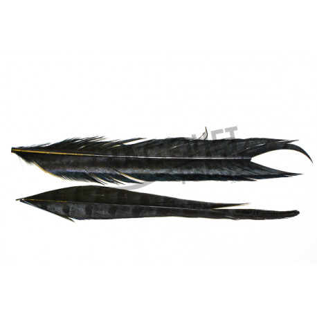 Ringneck cock pheasant FLY SCENE center tail dyed black