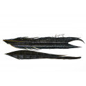 Ringneck cock pheasant FLY SCENE center tail dyed black