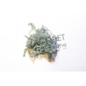 Chenille Crystal nymph FLY SCENE Gris