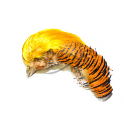 Golden pheasant complete head FLY SCENE