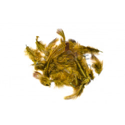Partridge hackle dyed FLY SCENE  Olive