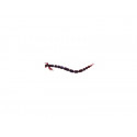 WESTIN Bloodteez 5.5cm Sweet plum