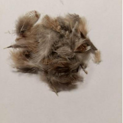 Partridge hackle FLY SCENE Brown and Natural Grey