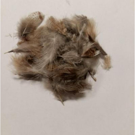 Partridge hackle FLY SCENE Brun et Gris Naturel