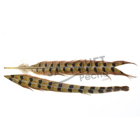 Queue de Faisan JMC Naturel