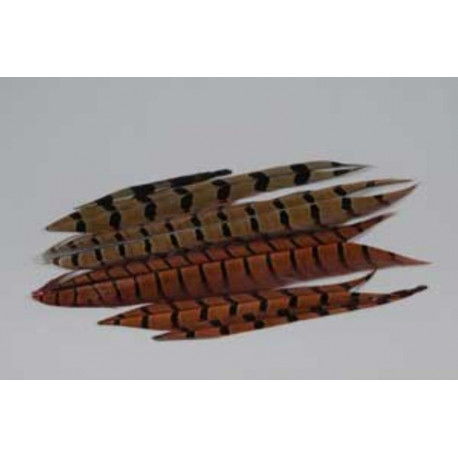 Queue de Faisan JMC Olive