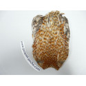 FLY SCENE Indian cock necks - AA Barred Cree