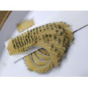 Striped rabbit band FLY SCENE Ochre / Black
