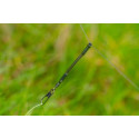 GURU Feeder link - Small - 2\" sliding arms