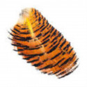 Golden Pheasant Tippet FLY SCENE Section Naturelle