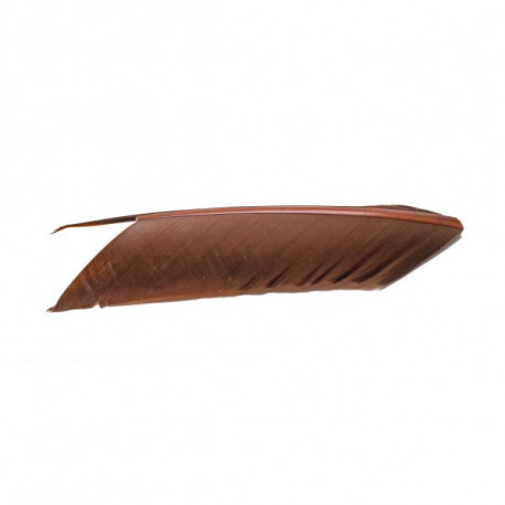 Substitut de Condor Fly Scene Brown