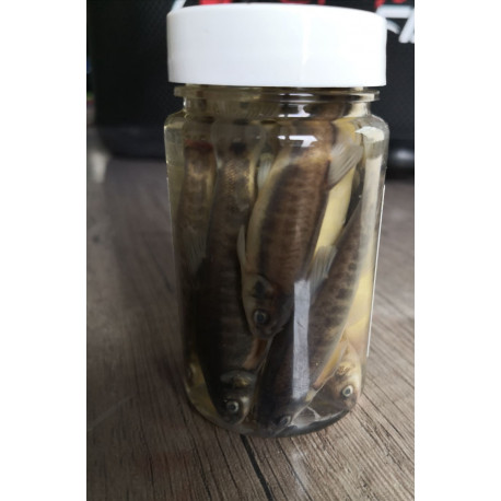Minnow 10 pieces (canned)