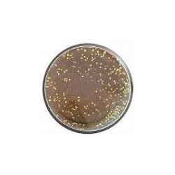 BERKLEY Powerbait Trout pellet