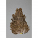 Hen necks FLY SCENE Brown
