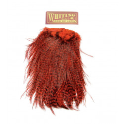 Cou de coq WHITING Coq de Leon Silver Saddle Grizzly dyed Red