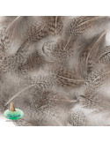 Partridge hackle dyed FLY SCENE Natural Grey