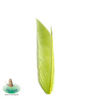 Substitut de Condor Fly Scene Caddis Green